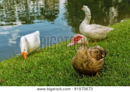 duck