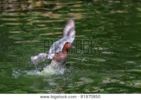 duck