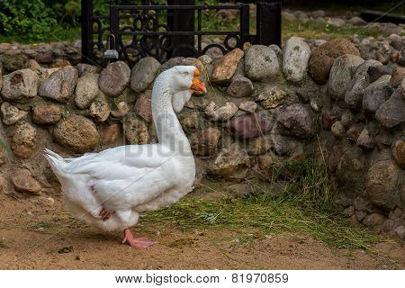 goose