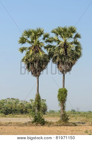 Sugar Palms In Thailand