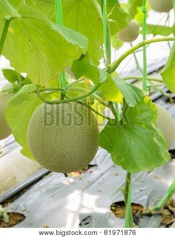 Melon Fruit On Its Tree