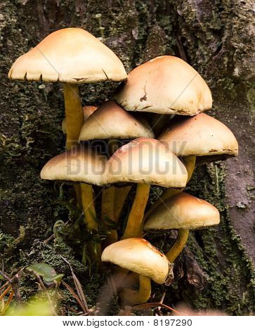 Funghi