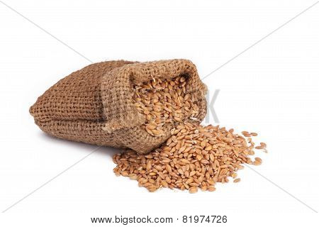 Wheat in small burlap sack