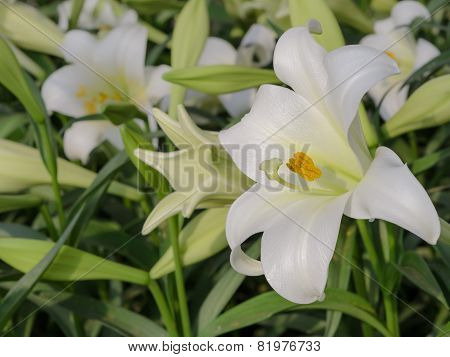 Lilium Longiflorum (easter Lily)