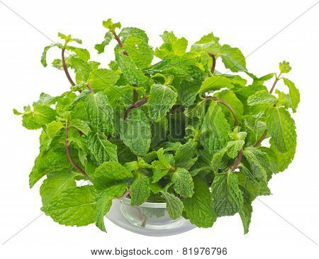 Mint