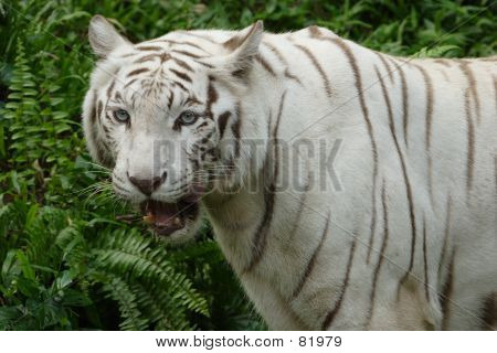 weiße tiger