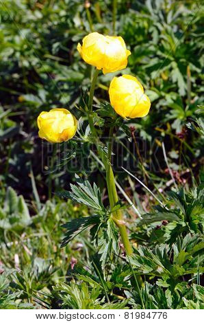Alpine Flowers: Globeflower (trollius Europaeus)