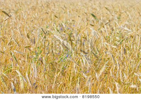 Grain veld