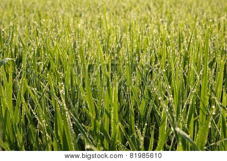 Rice Field and Dew