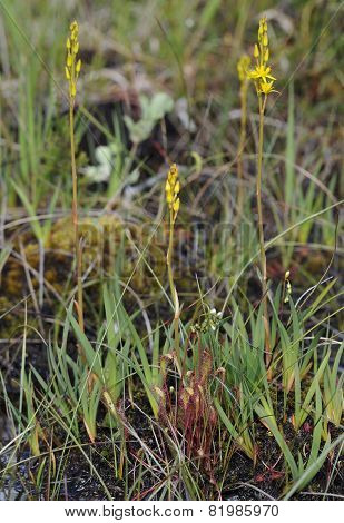 Great Sundew