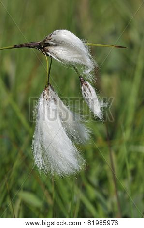 Common Cotton-grass