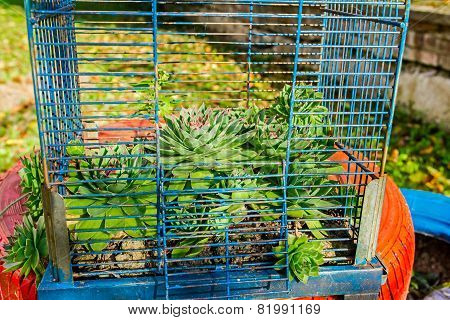 Decoration With Roof Plant In Old Birdcage