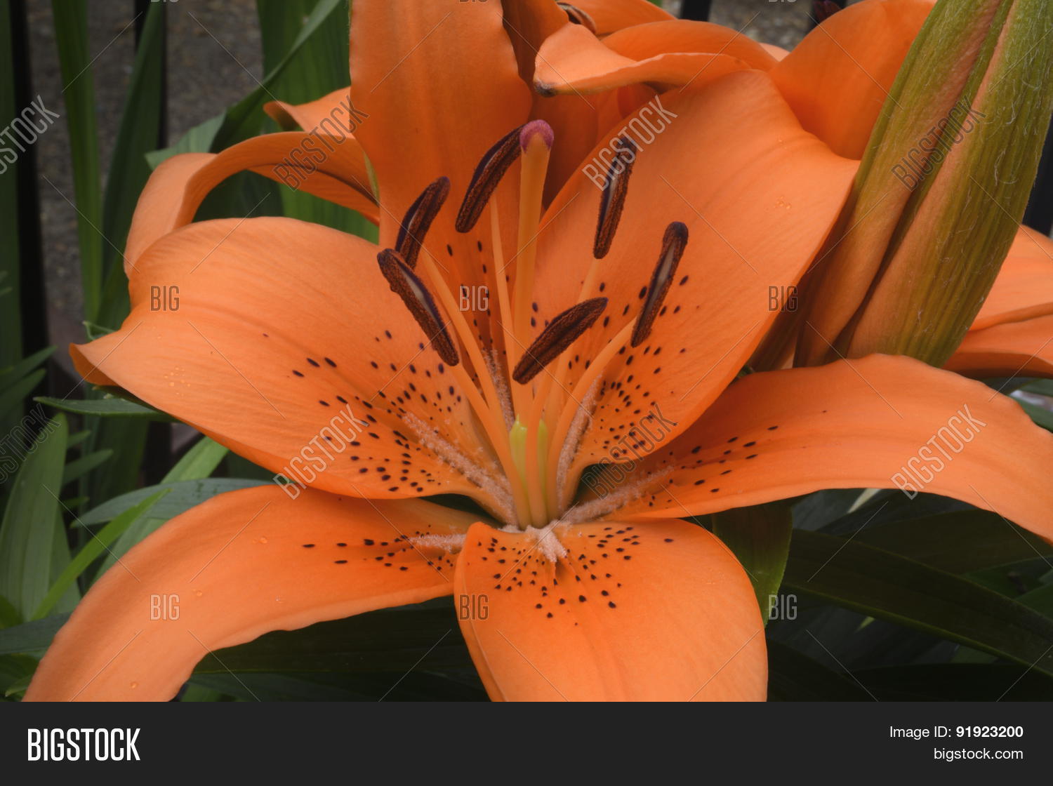 Image Preview