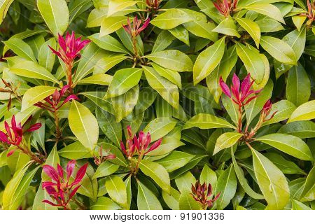 Plant Name Photinia Fraseri