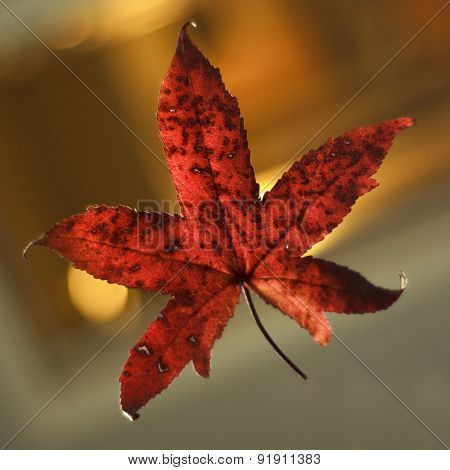 Red Leaf