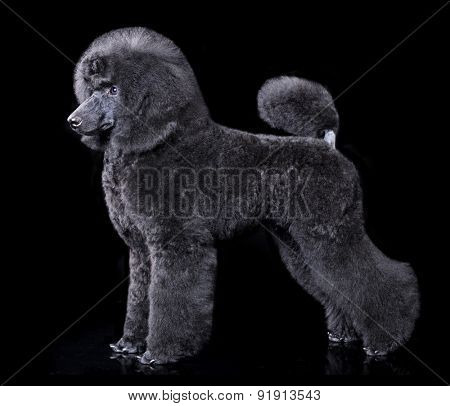 black poodle, portrait