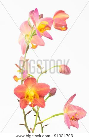 Red Orange Ground Orchids
