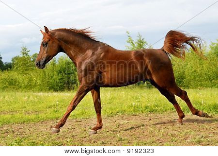 Fiero cavallo arabo rosso galoppo giocare sul prato