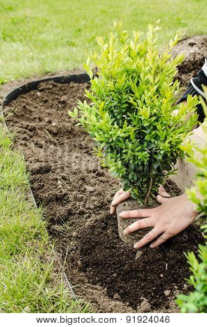 Planting In The Spring