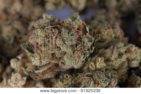 Close up macro image of Mother's Helper Marijuana
