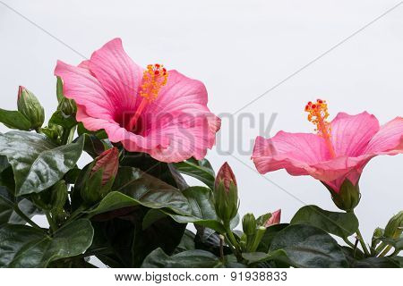 pink hibiscus flower isolated on white background