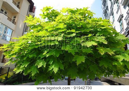Green maple leaves in city