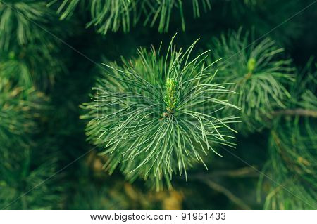 small tree