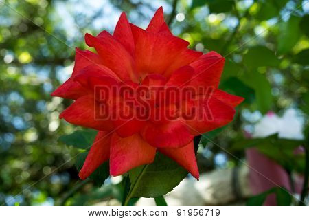 Close-up of Red Rose