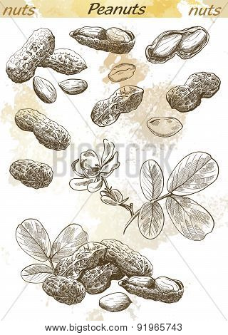 peanuts