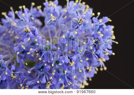 Ceanothus