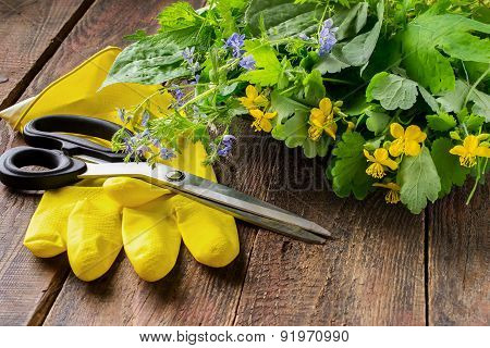 Freshly Harvested Medicinal Plants