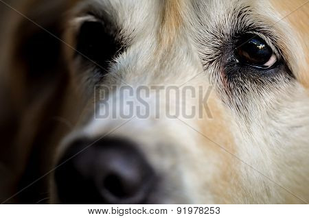 Dog's eye up close