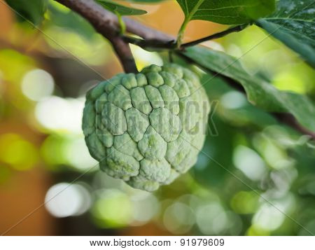 The custard apple background bokeh bright colors