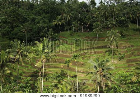 Tegallalang Rice Terraces in Bali