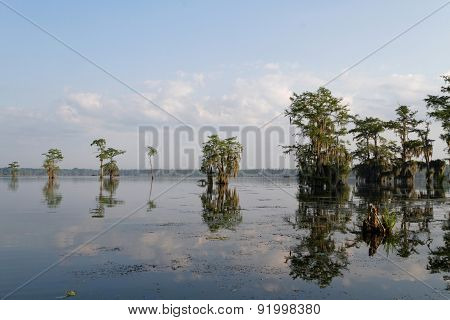 Morning Light In The Bayous Of Louisiana