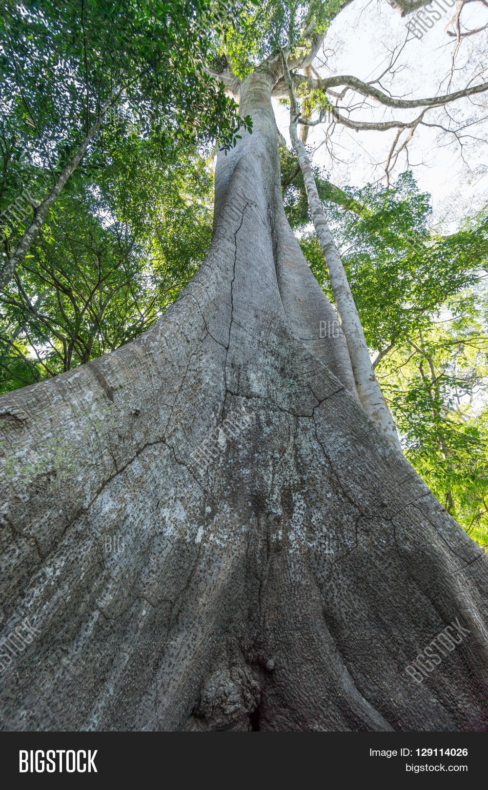Largest Tree Amazon Image & Photo (Free Trial) Bigstock