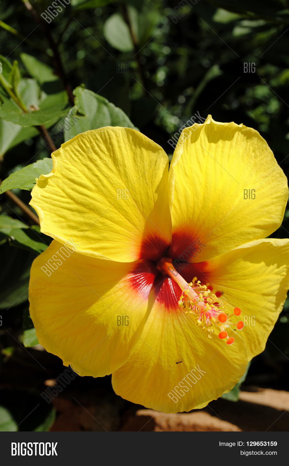 Chinese Hibiscus Latin Image & Photo (Free Trial) Bigstock