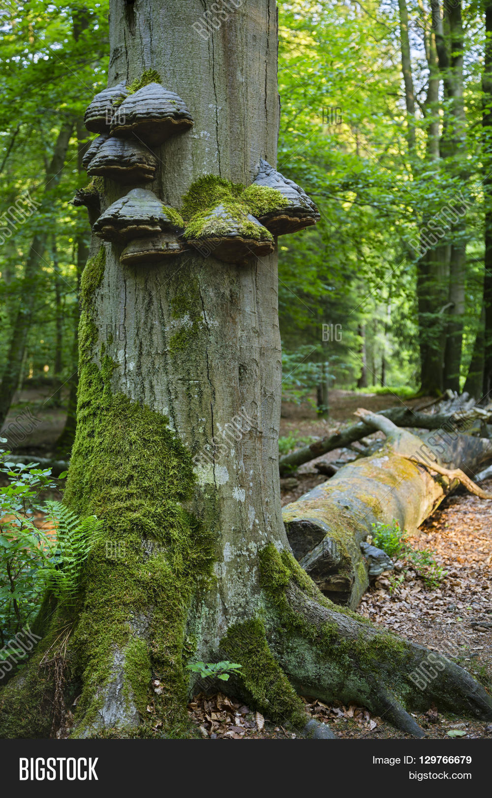 Tree Fungus Green Image & Photo (Free Trial) Bigstock