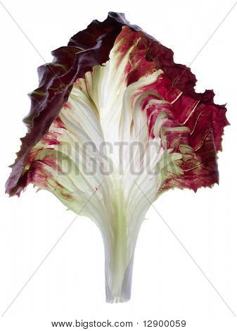 Una hoja de achicoria