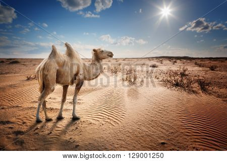 Bactrian camel in the desert under a blue sky with clouds and sun