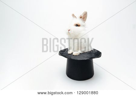 Rabbit in a hat isolated on a white background