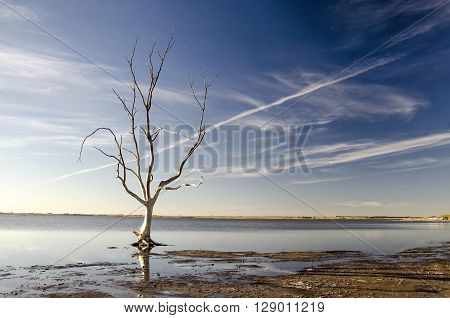 Amazing Scene Of Nature With Lonely Dry Tree Sink On Water, Lake In Fog At Morning