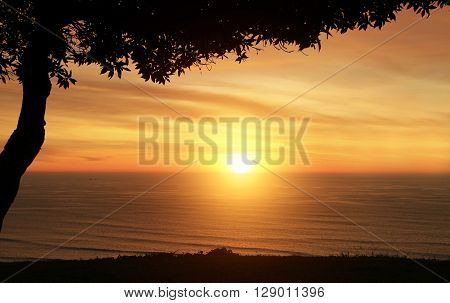 Sea Sunset Orange With A Dark Tree In Front