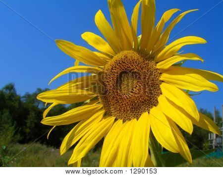 Girasole