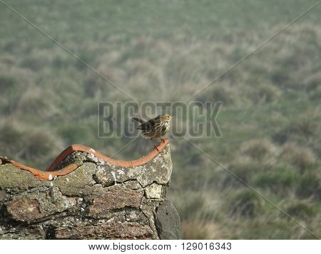 Meadow Pipit perched on a stone wall at the coast during spring
** Note: Soft Focus at 100%, best at smaller sizes