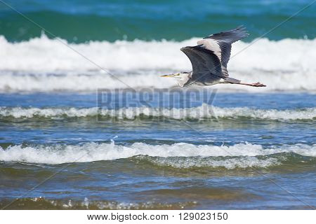 Black headed heron flying low over the waves