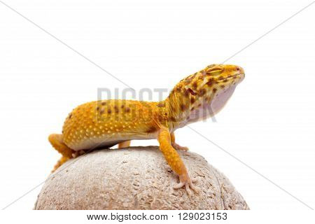 Leopard Gecko Pet