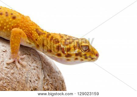 Leopard Gecko Pet