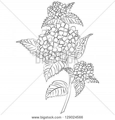 Vector illustration of an ink sketch hydrangea flower