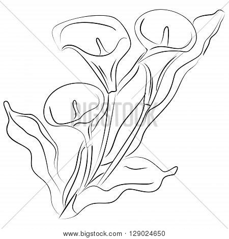 Ink sketch illustration of the three white callas